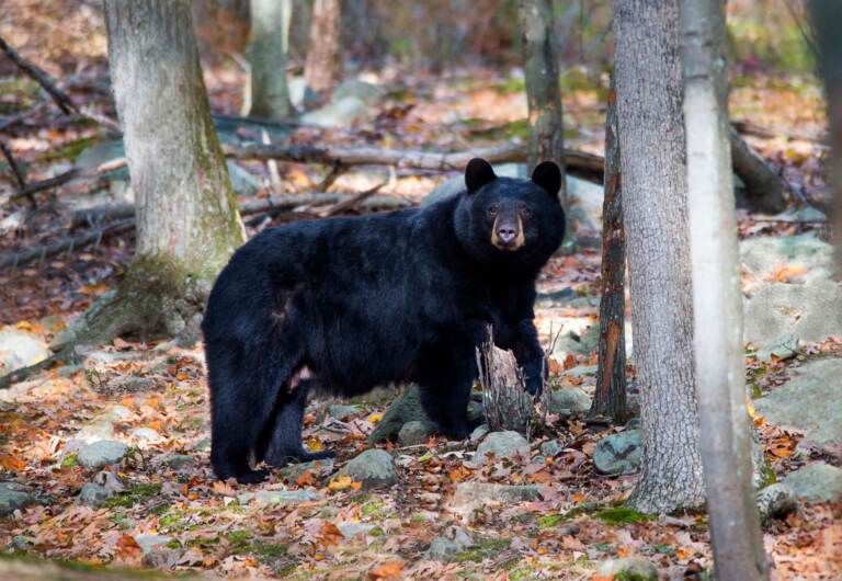 Black bear in the woods