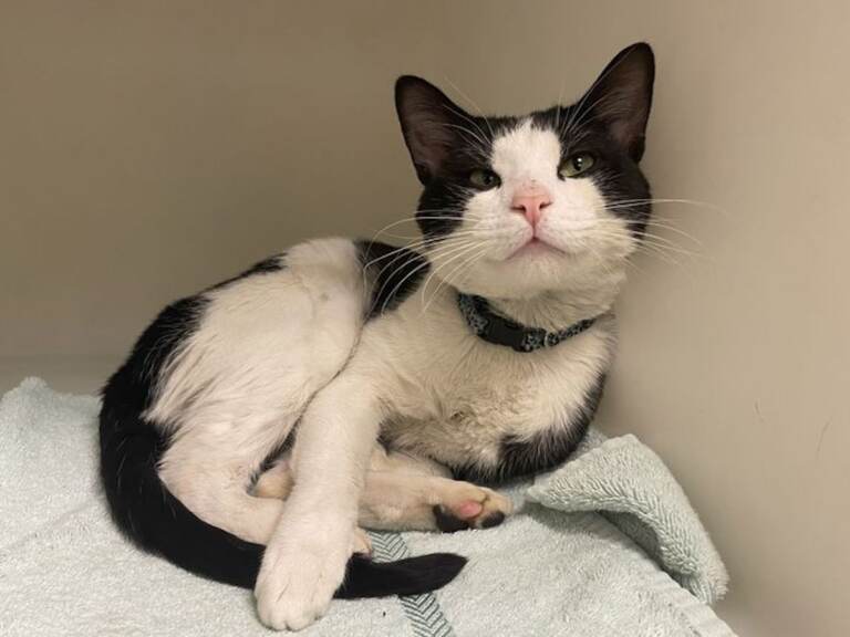 cat-bucks-county-spca Jasper the cat is seen lounging