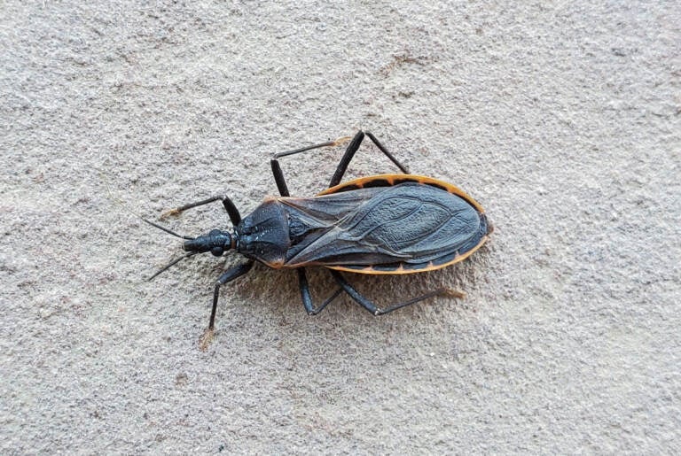 Scientists Monitor Kissing Bugs And Chagas Disease In The US WHYY   Kissingbug01 768x515 