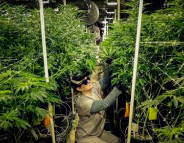 A person kneels down as they trim marijuana plants.