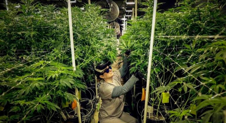 A person kneels down as they trim marijuana plants.