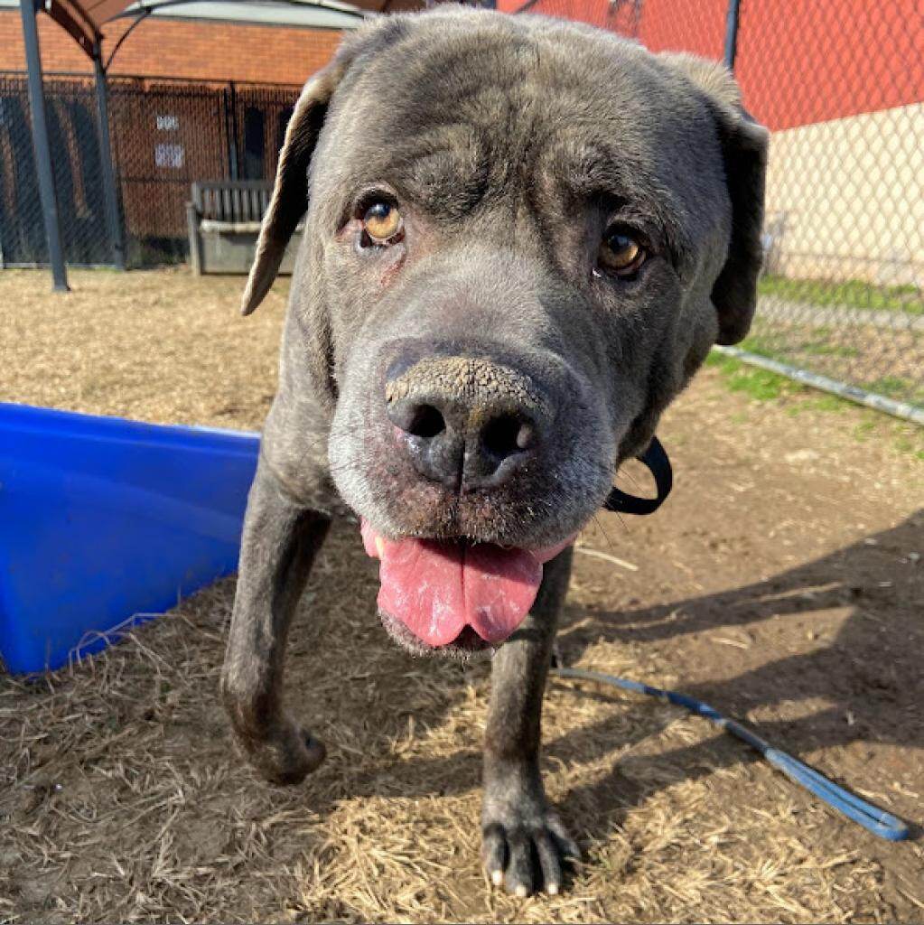 Spartacus the dog is seen playing outside at ACCT Philly.