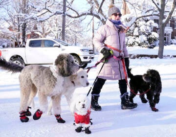 A dog walker named Courtney walks with her dogs near Lake of the Isles