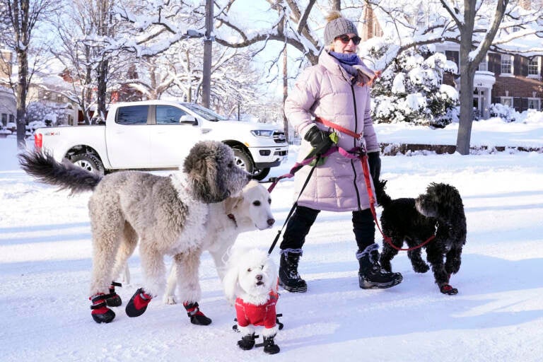 A dog walker named Courtney walks with her dogs near Lake of the Isles