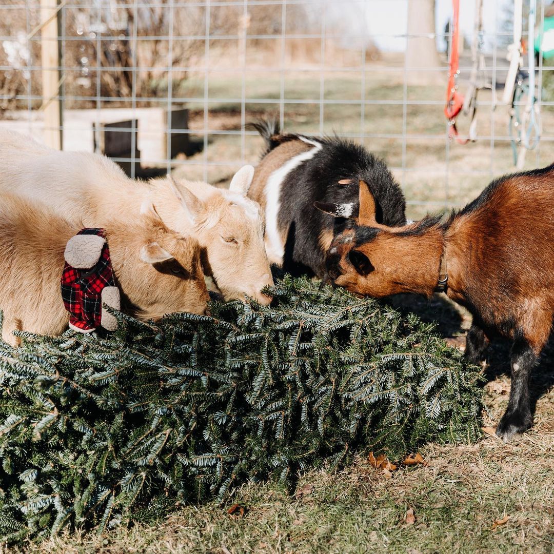 Philly Goat Project to host annual Christmas TreeCycle Saturday WHYY