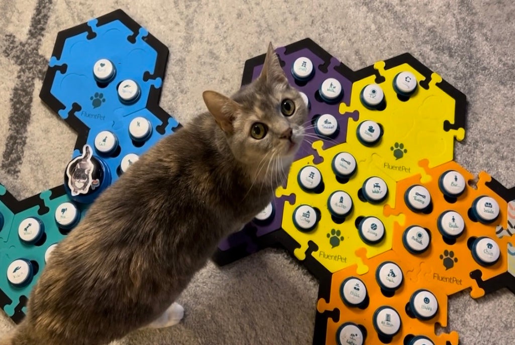 Does Your Cat Need a Puzzle Toy? What the Science Says