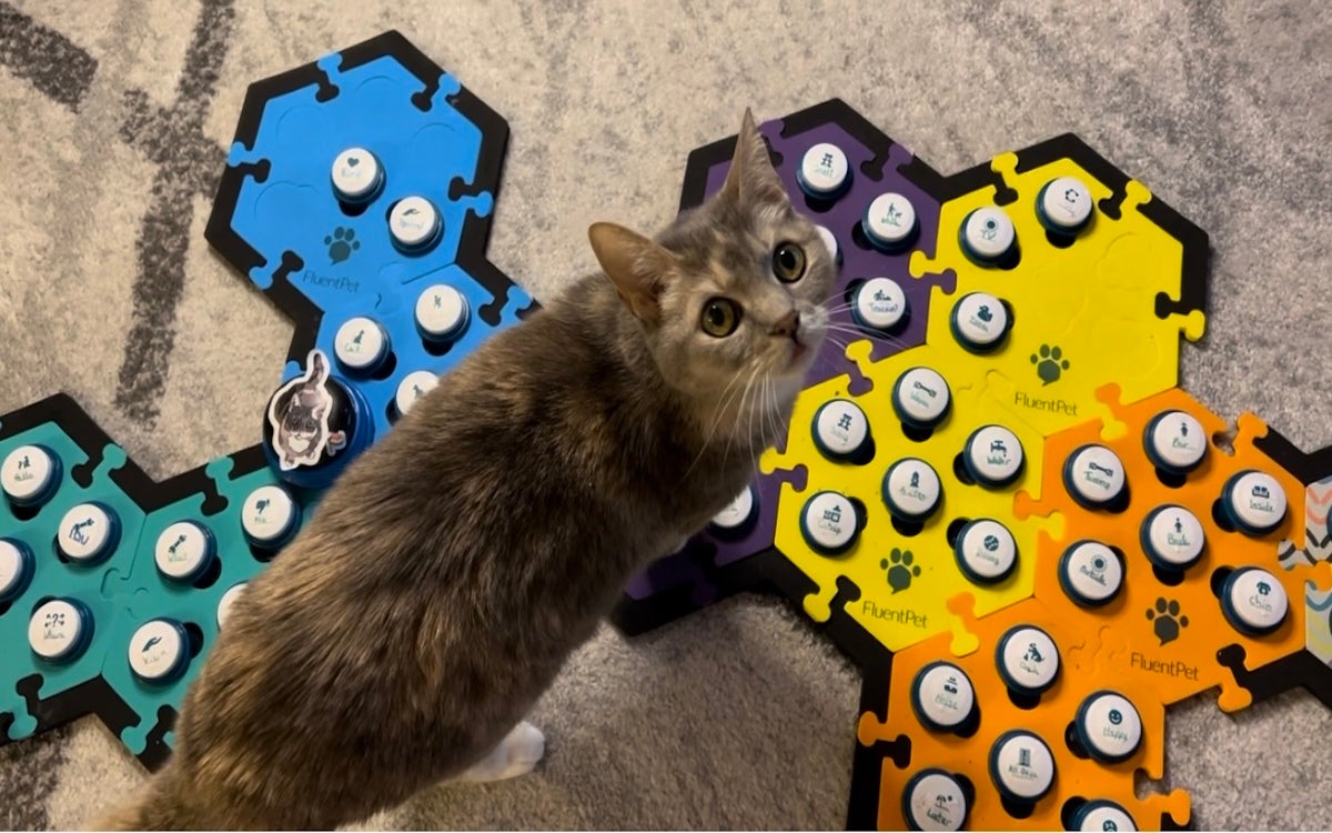 Talking' Pets: Can buttons help your cat or dog talk to you?