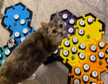 Rubiks Race - Cats Whiskers