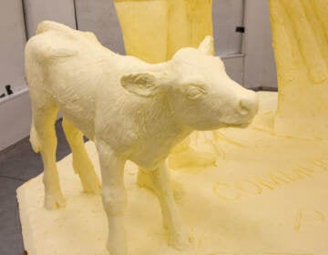 A close-up of a butter sculpture of a calf.