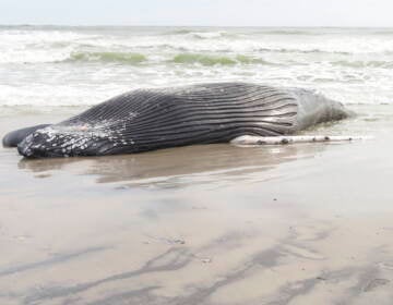 A dead whale on a beach