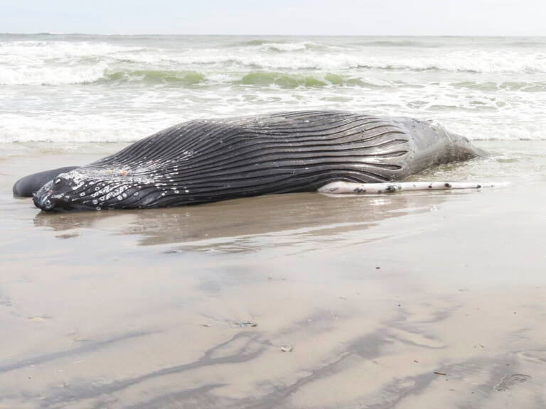 A dead whale on a beach