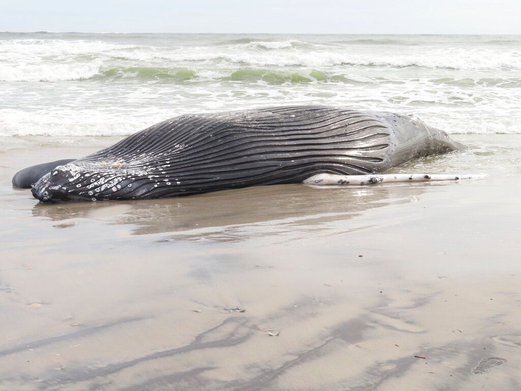 beached whale