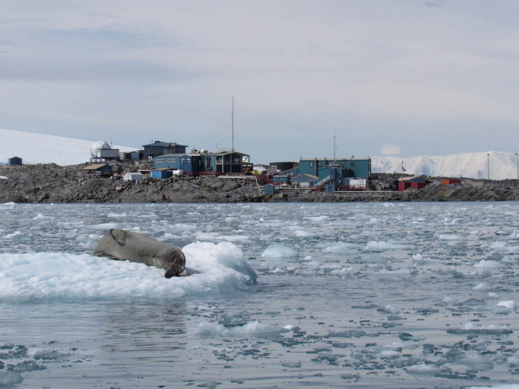 A seal snoozes on a piece of ice floating in water.