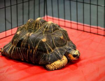 A turtle rests on a red blanket.