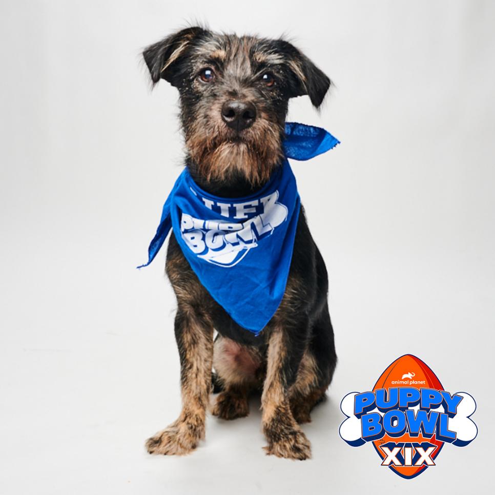 Local rescue to compete in 2023 Puppy Bowl