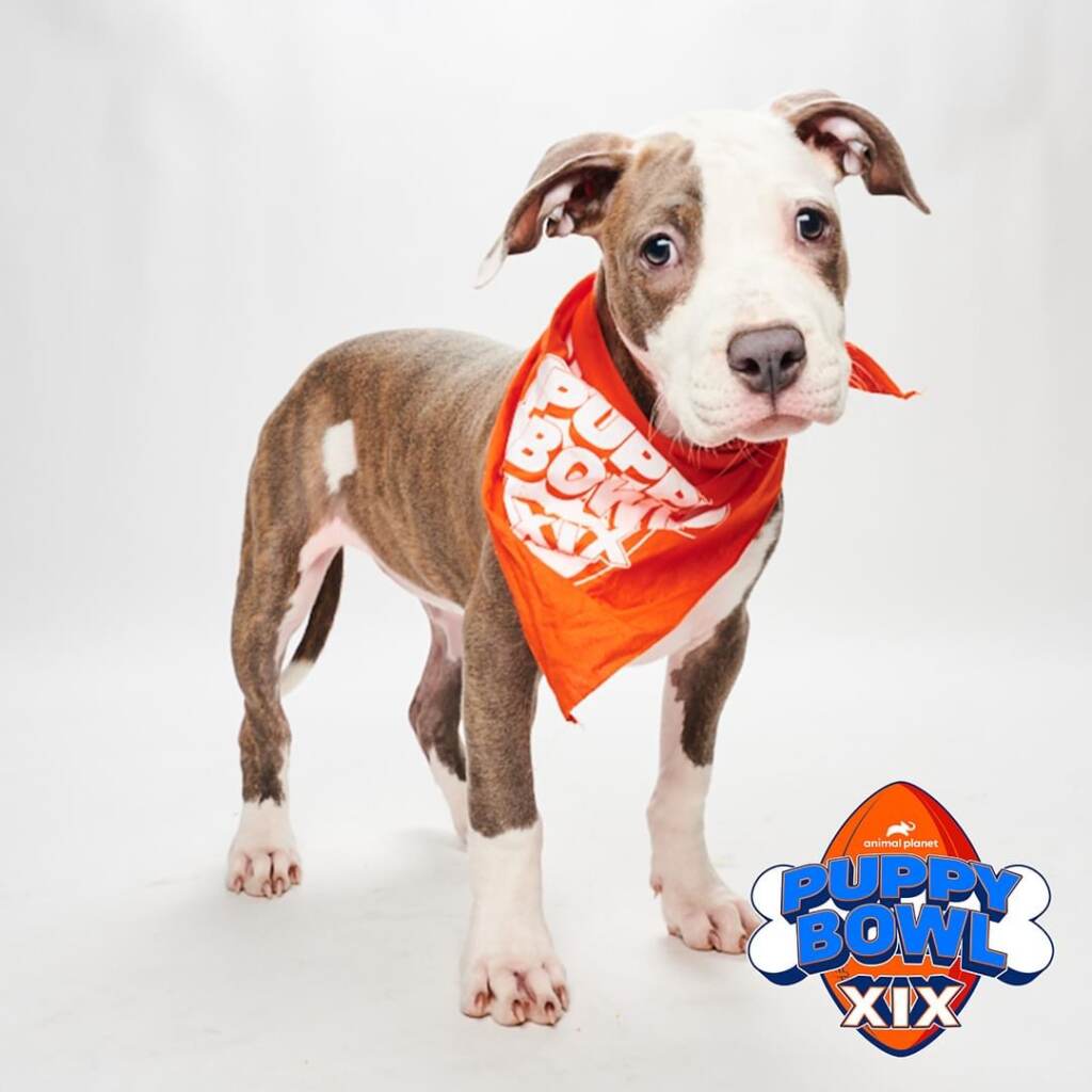 Adoptable New York City pups to go paw to paw in Puppy Bowl XVII