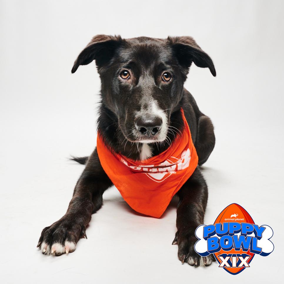 Valley Animal Center suits up for the 2023 Super Puppy Bowl