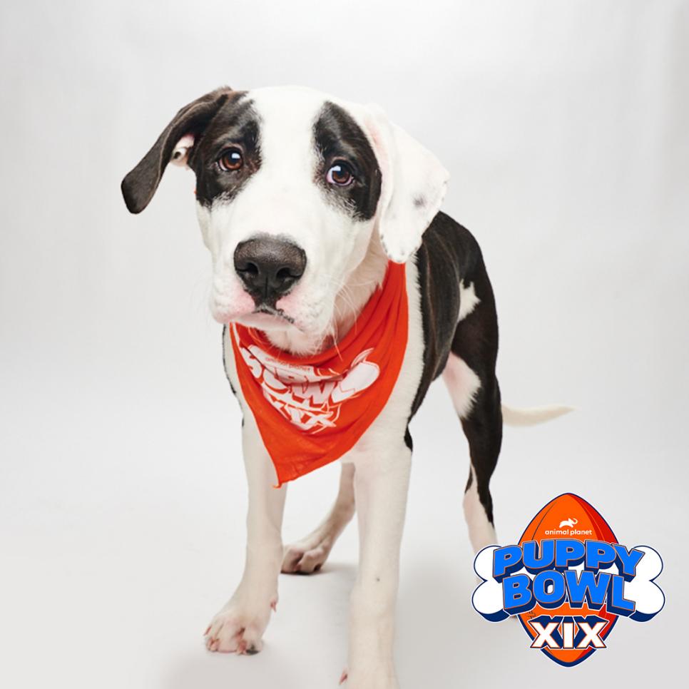 Poe the dog poses for a portrait