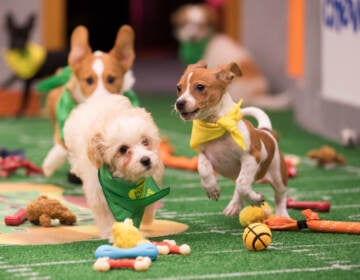 Two puppies compete in the Puppy Bowl