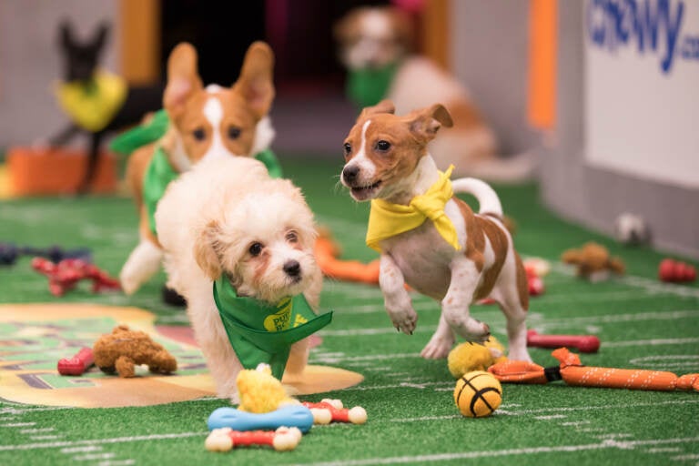 Two puppies compete in the Puppy Bowl