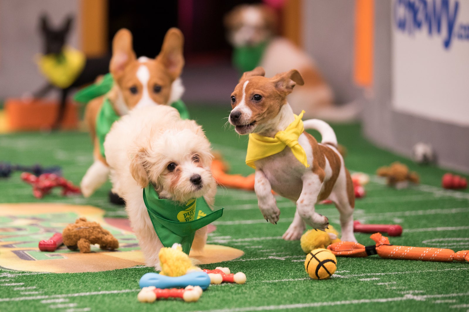 Puppy Bowl 2023: Delaware Valley rescue dogs to compete - WHYY