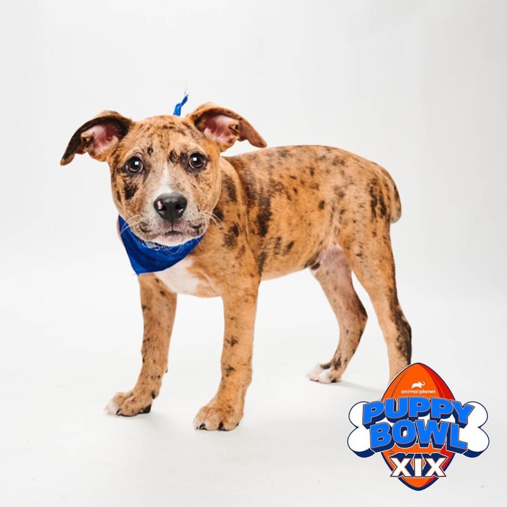 Local rescue to compete in 2023 Puppy Bowl