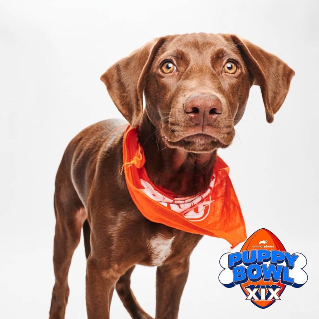 Local rescue to compete in 2023 Puppy Bowl