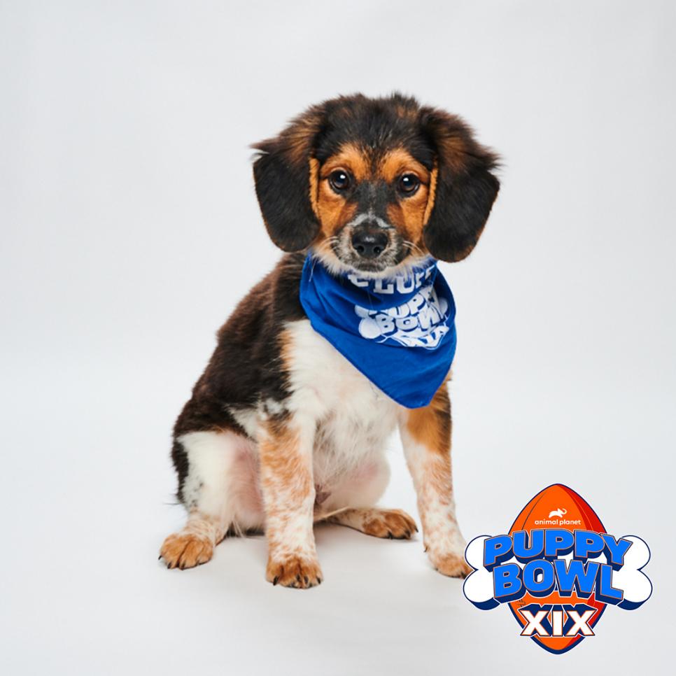 https://whyy.org/wp-content/uploads/2023/01/puppy-bowl-wolfie-charlies-crusaders-012423.jpeg