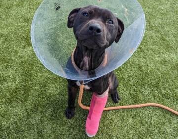 A dog looks up a the camera, with a cone around his head and a cast on his front left paw visible.