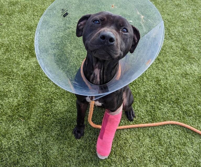 A dog looks up a the camera, with a cone around his head and a cast on his front left paw visible.