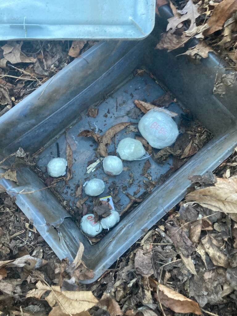 Shrink-wrapped packages of fentanyl were found buried in a densely wooded area of Hockessin, Del.