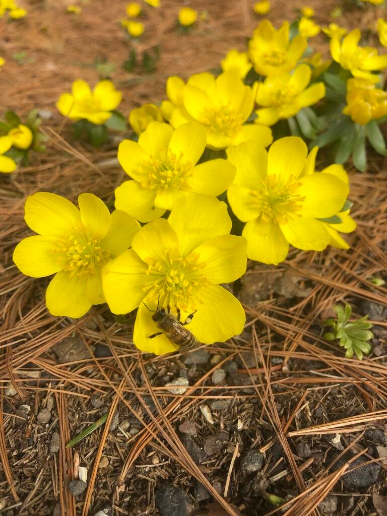 Winter aconite at the Morris Arboretum