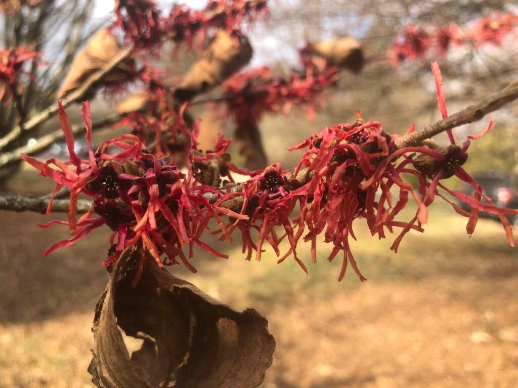 Winter-blooming witch hazel at the Morris Arboretum