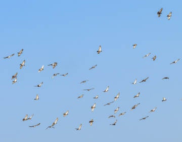 flock of birds in flight