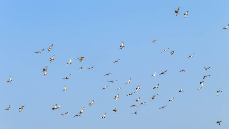 flock of birds in flight