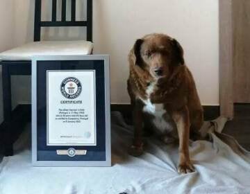 Bobi, a dog, sits next to his Guiness World Record plaque.