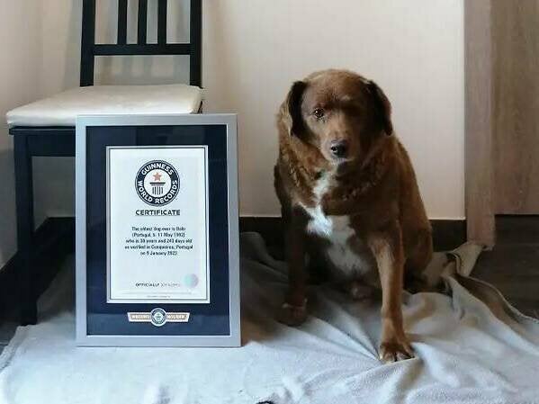 Bobi, a dog, sits next to his Guiness World Record plaque.