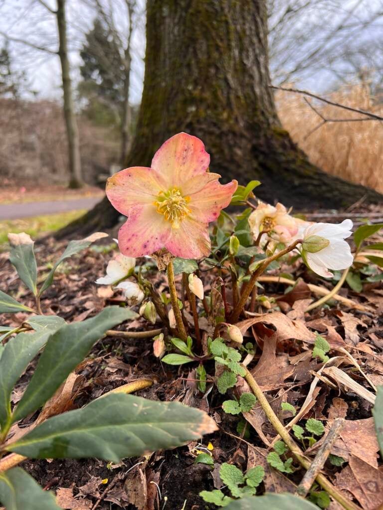 A hellabore blooming in January at the Morris Arboretum