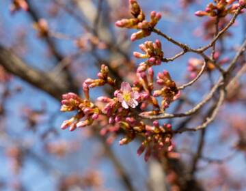 An up-close view of a cherry blossom bud on a branch.