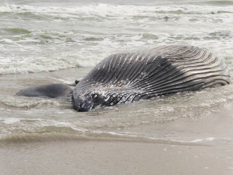 A close-up of a dead whale washed ashore on the beach.