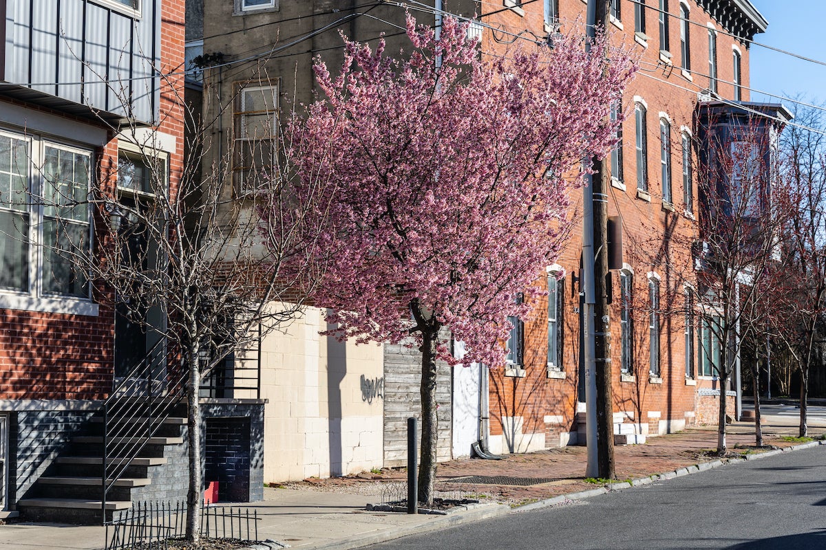 The show of a cherry blossom tree peaks in Brewerytown. (Kimberly Paynter/WHYY)