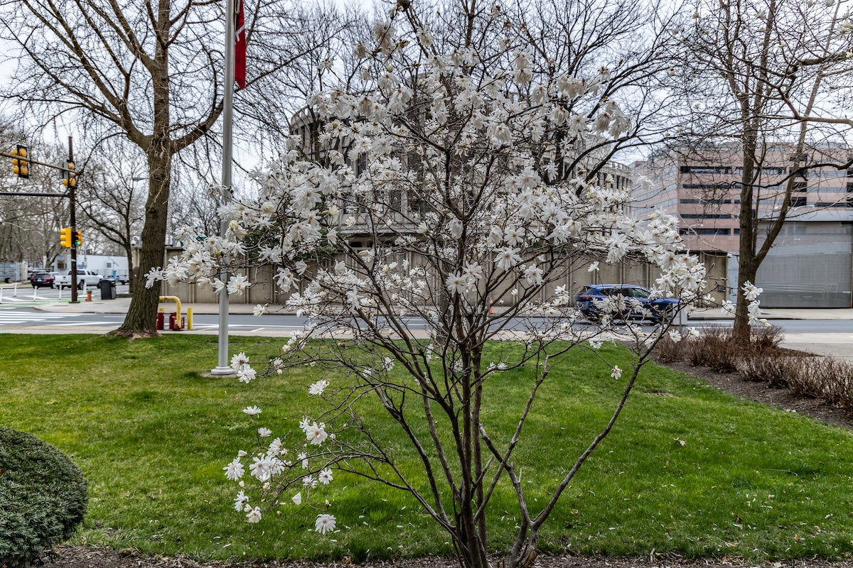 A young star magnolia tree in bloom in Chinatown. (Kimberly Paynter/WHYY)