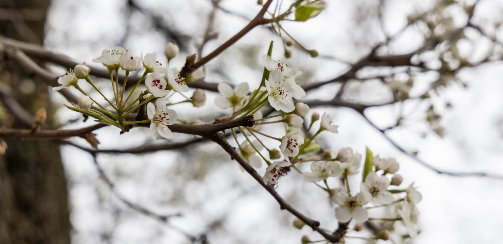 A close-up of white cherry blossoms on a cherry blossom tree.