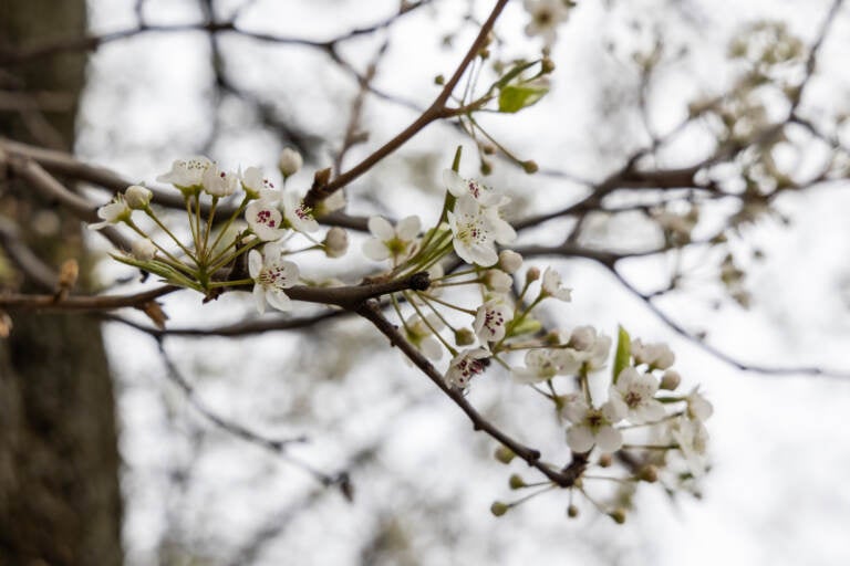 A close-up of white cherry blossoms on a cherry blossom tree.