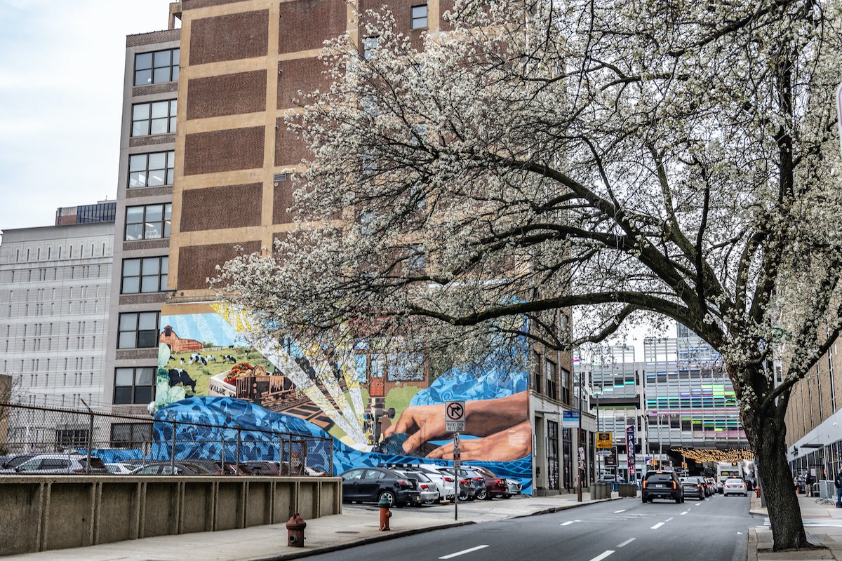 A white cherry blossom tree frames 8th Street in Chinatown. (Kimberly Paynter/WHYY)