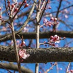 The first flowers of a cherry blossom tree emerge at Penn Treaty Park in Fishtown.