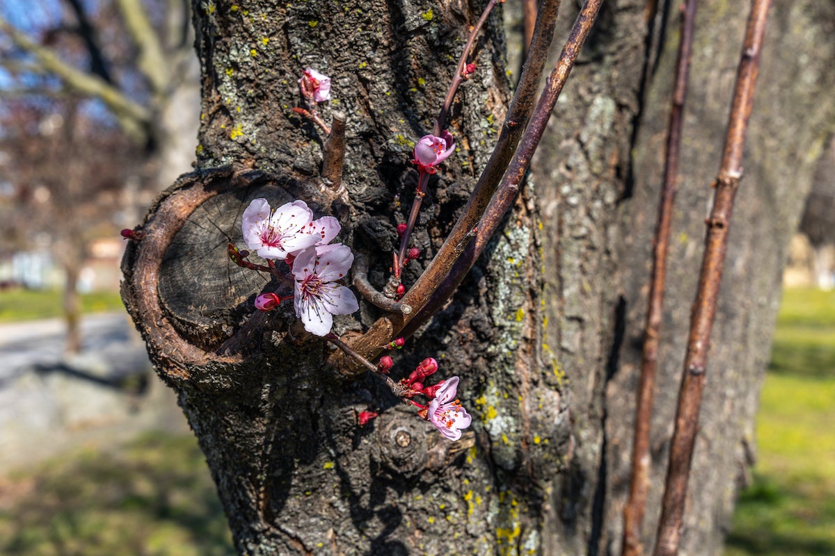 The first flowers of a cherry blossom tree emerge at Penn Treaty Park in Fishtown. (Kimberly Paynter/WHYY)