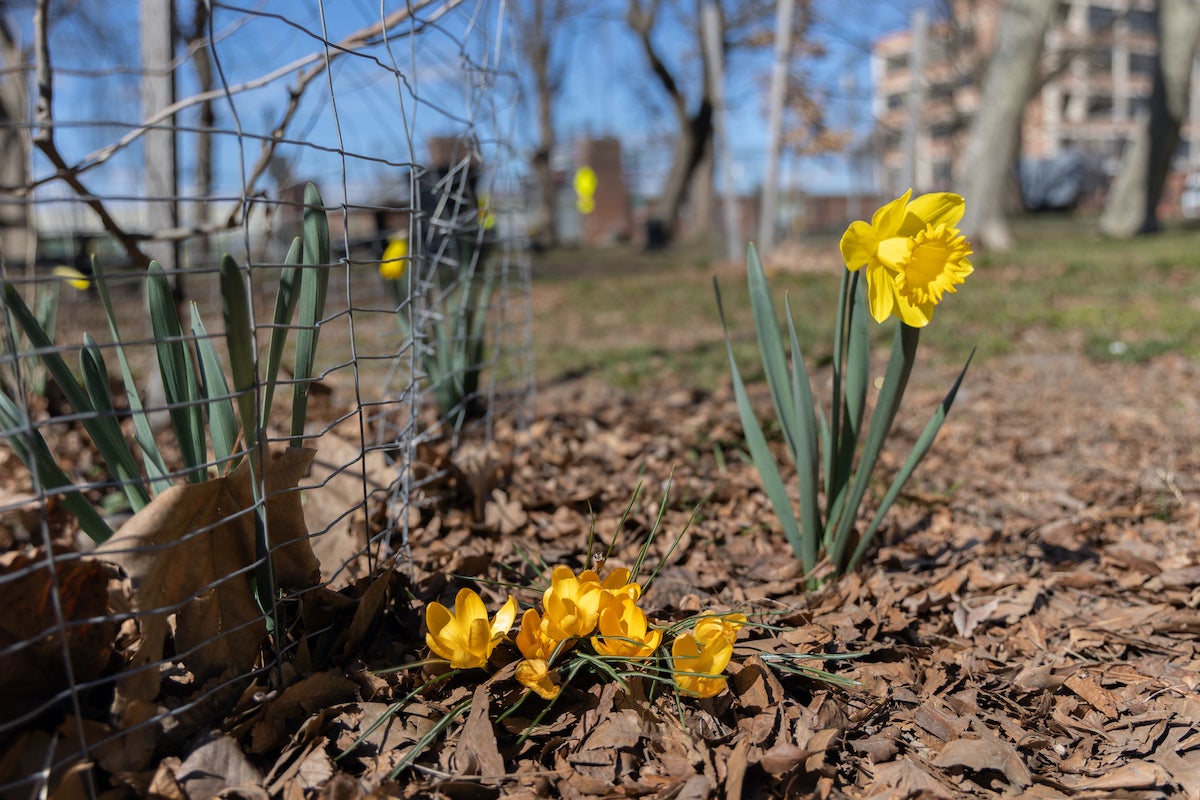 Golden crocus flowers and a daffodil pop from a bed of dead leaves at Penn Treaty Park in Fishtown. (Kimberly Paynter/WHYY)