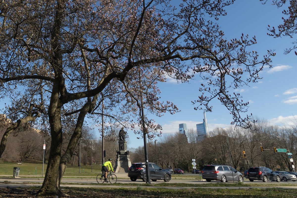 Blooming saucer magnolia trees and bikers in shorts along Kelly Drive indicate the spring season has arrived in Philadelphia. (Kimberly Paynter/WHYY)