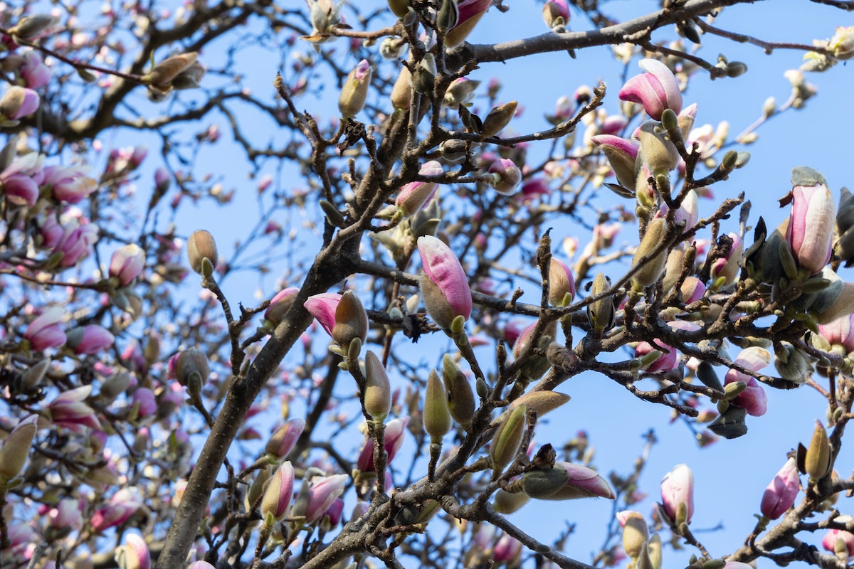 A saucer magnolia tree shows its pink bud along Kelly Drive.